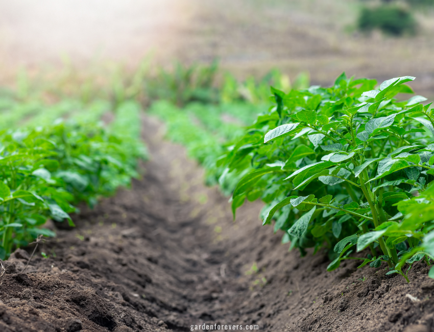 Planting Potatoes in the Fall. potatoes grow and care