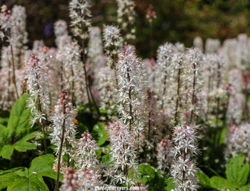 Foamflower