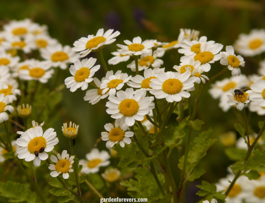 Feverfew