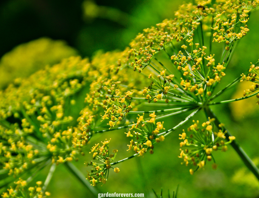 Fennel Flower