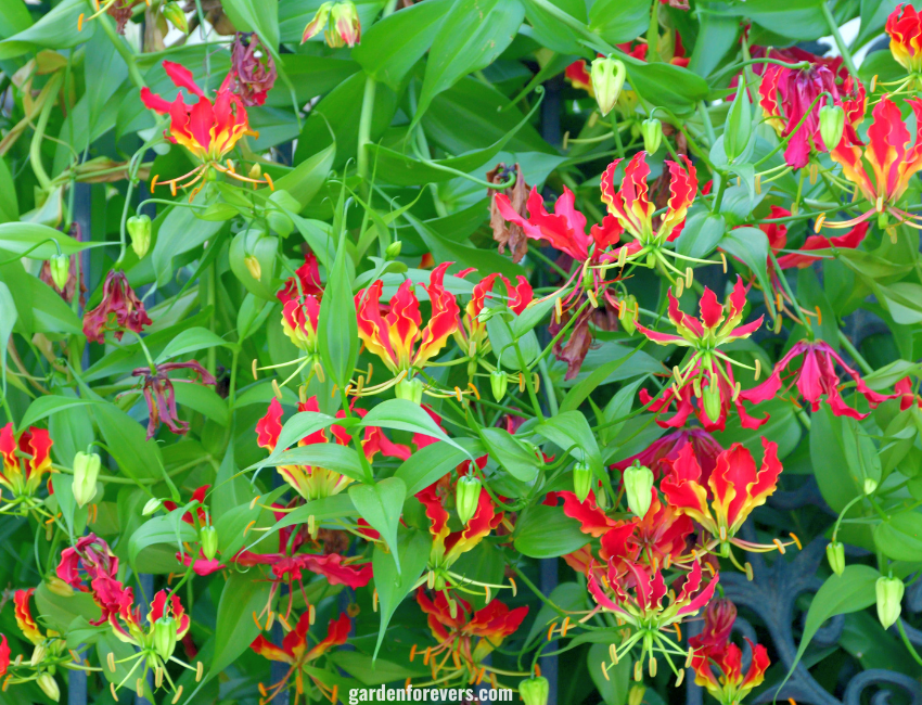 Flame Lily