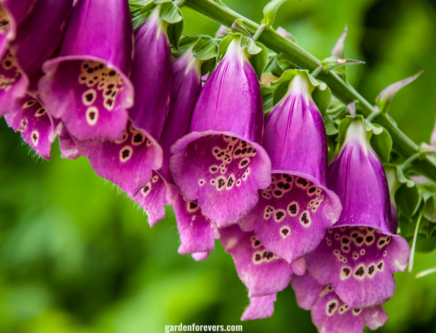 Foxglove