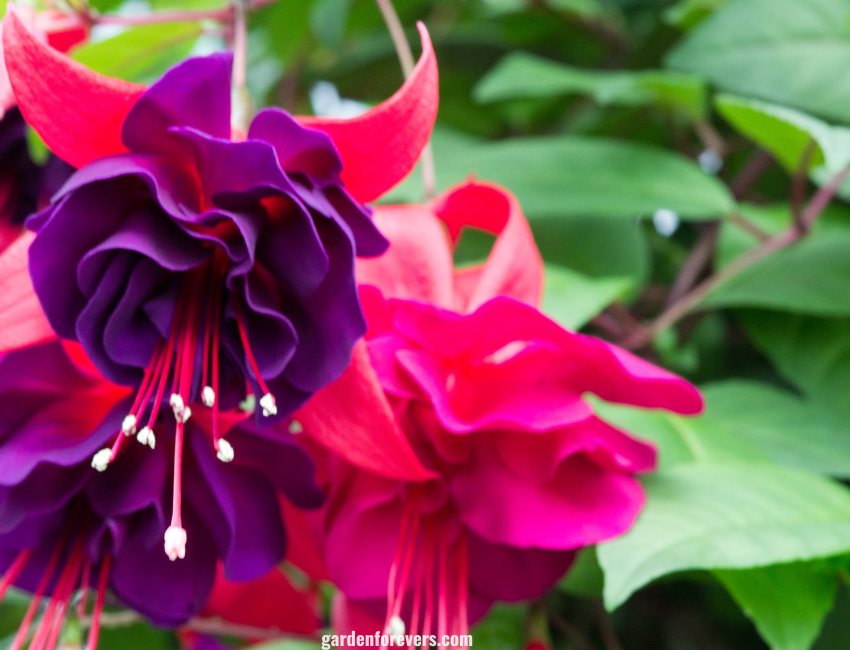 Fuchsia