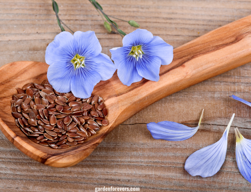 Flax Flower