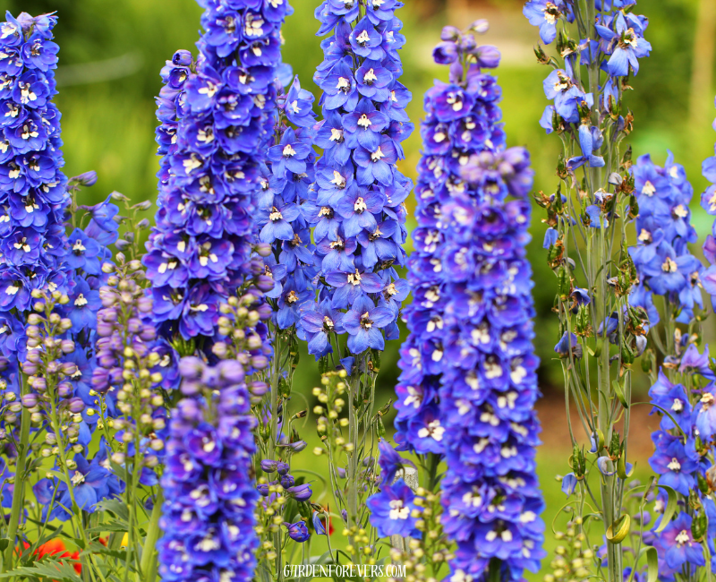 Delphinium