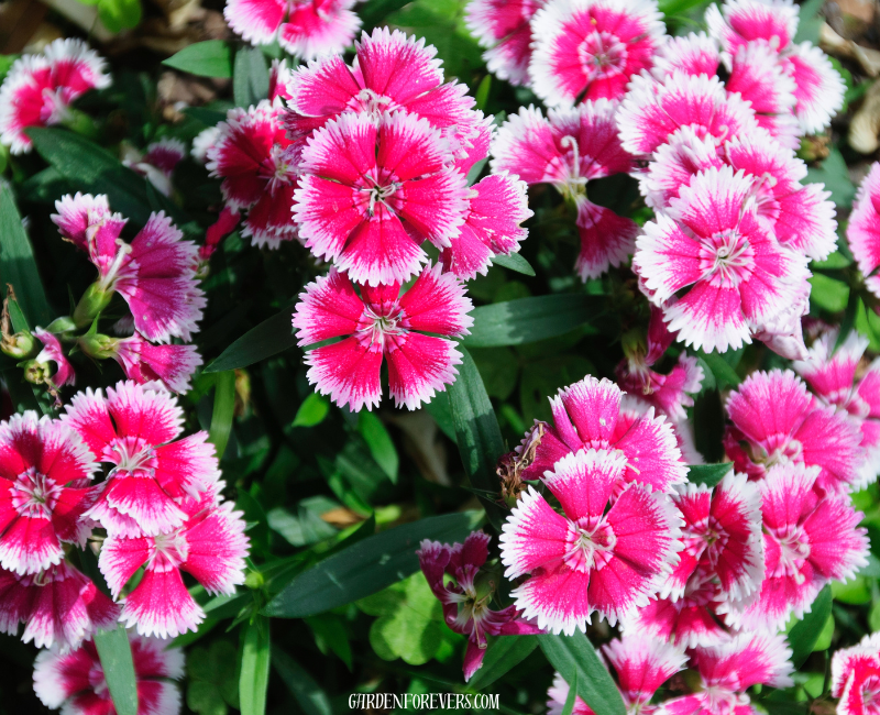 Dianthus