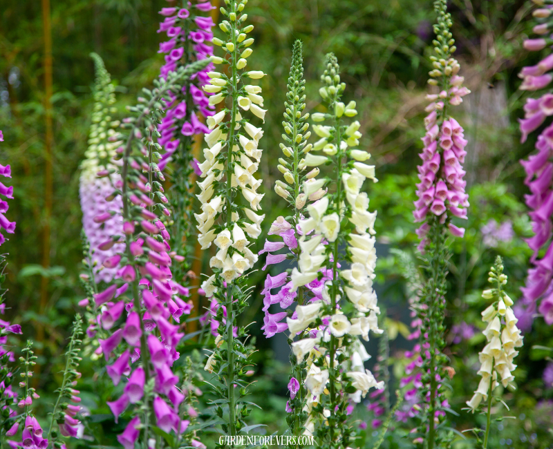 Digitalis