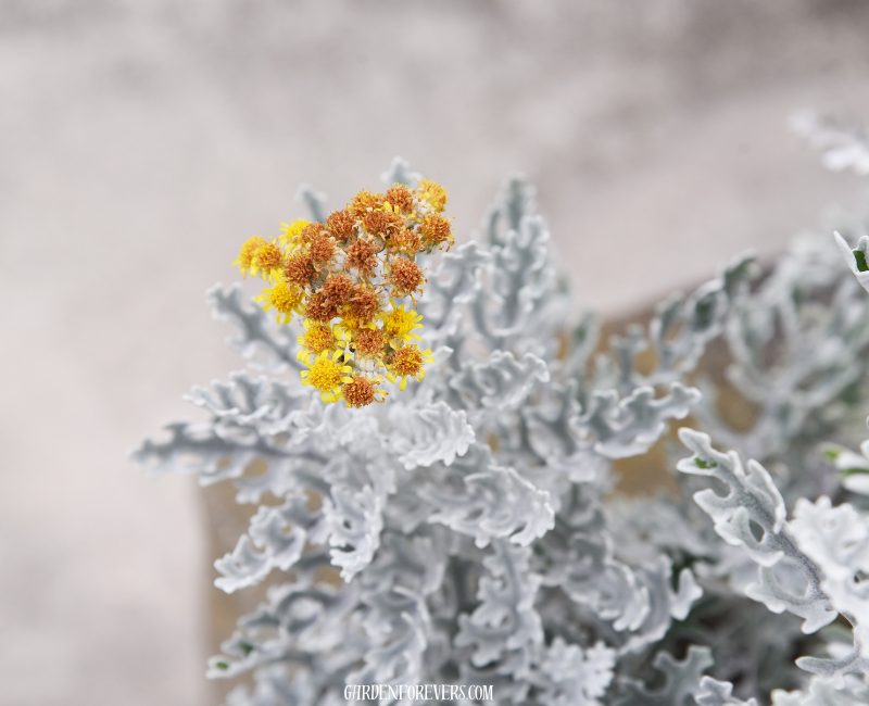 Dusty Miller