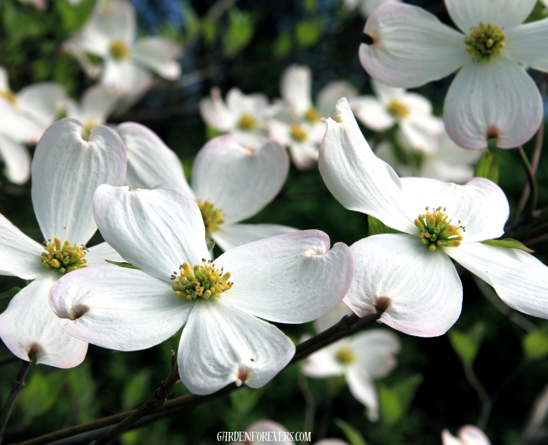 Dogwood