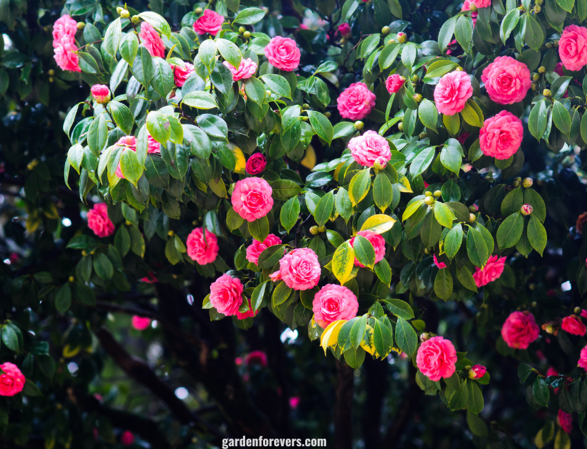 Camellias