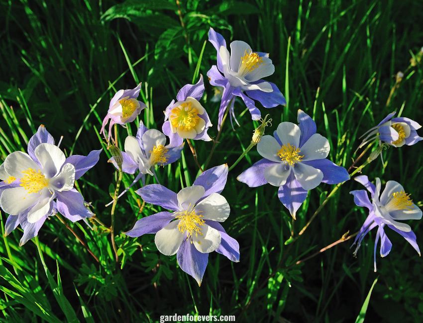 Columbine