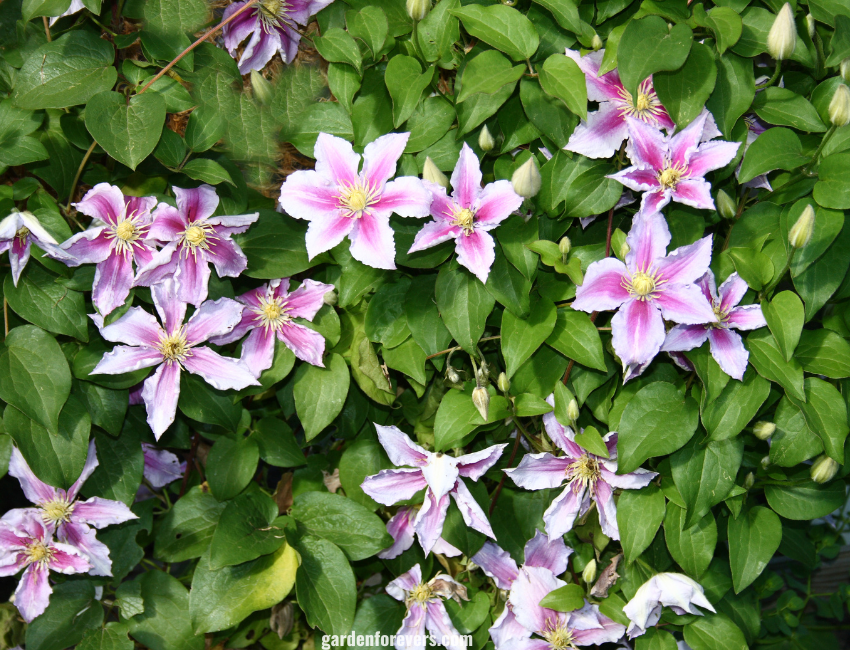 Clematis