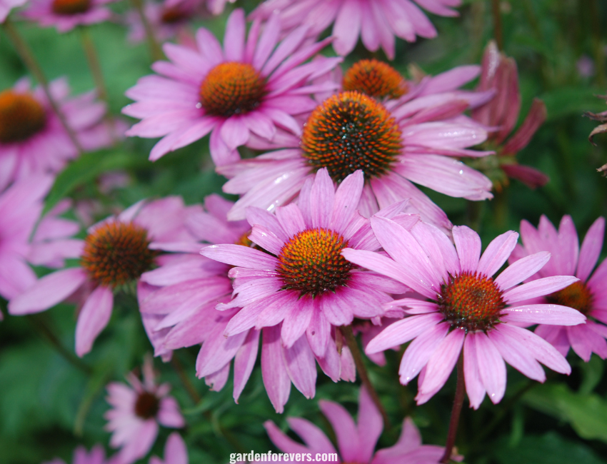 Coneflower