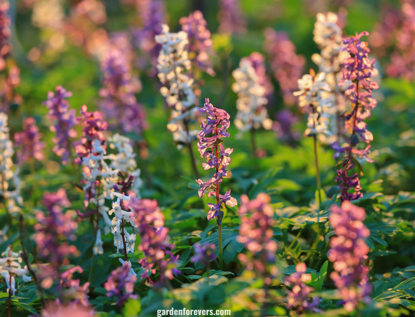 Corydalis