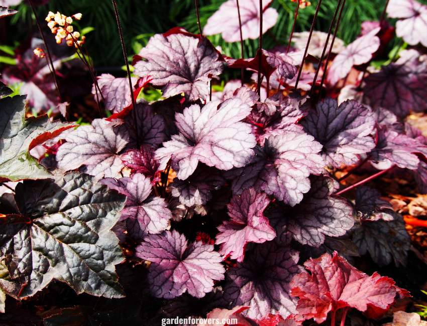 Coral Bells