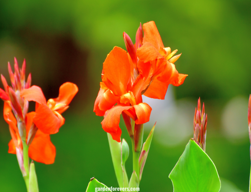 Canna Lily