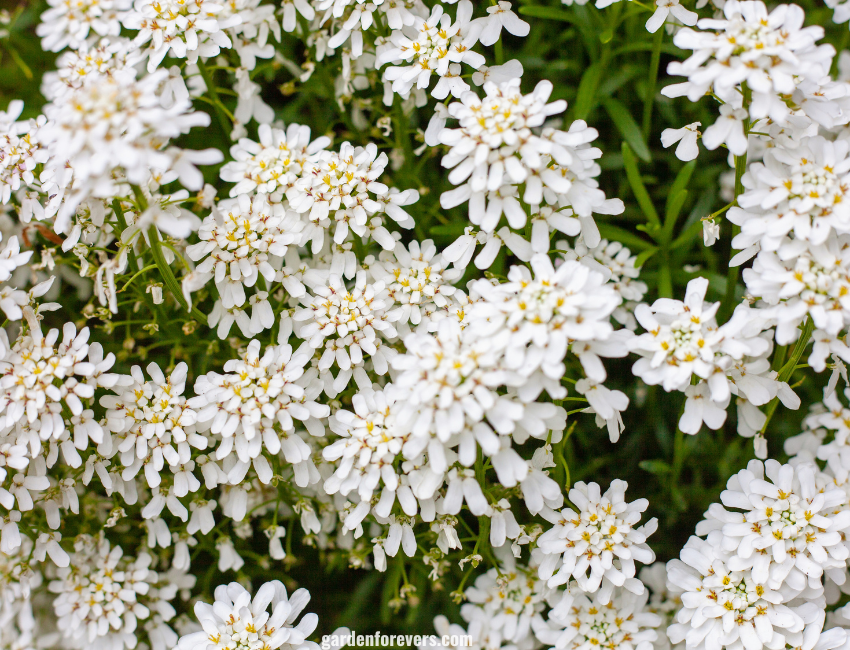 Candytuft