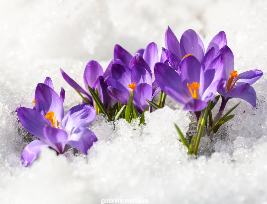 Crocus