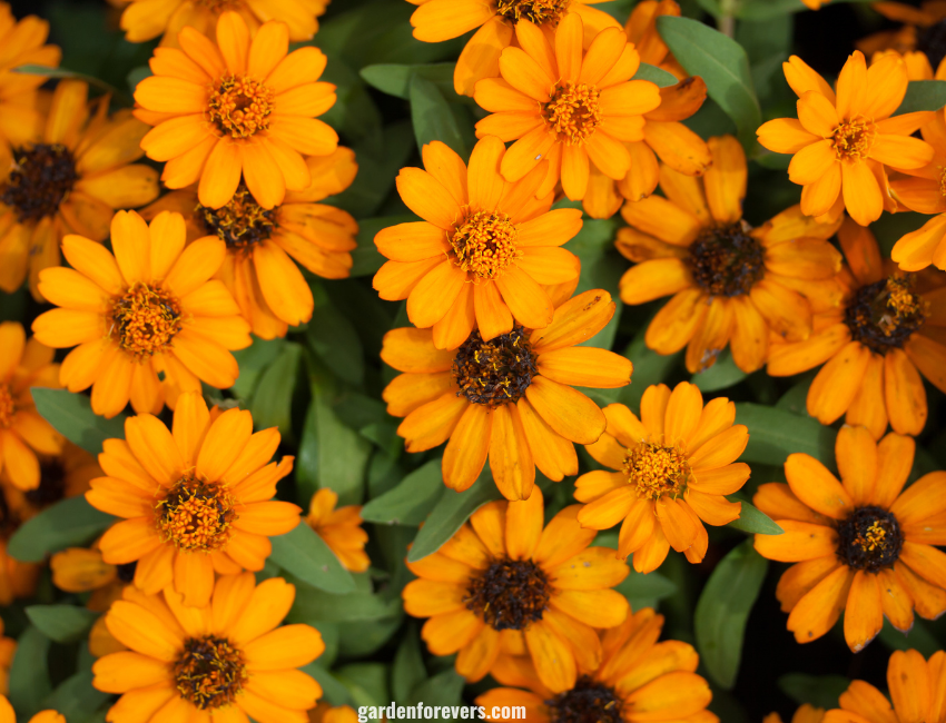 Calendula