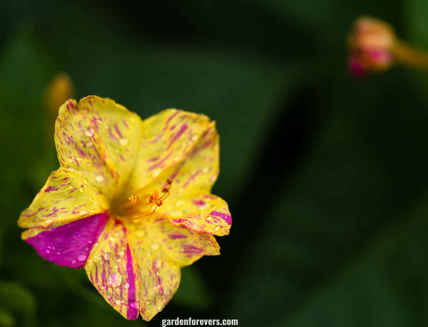 Four O’Clock Flower