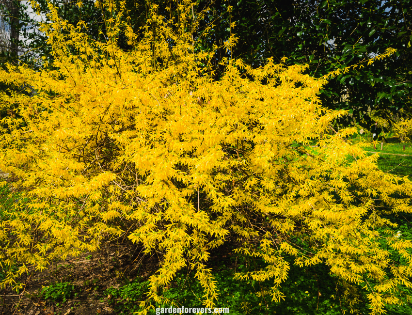 Forsythia