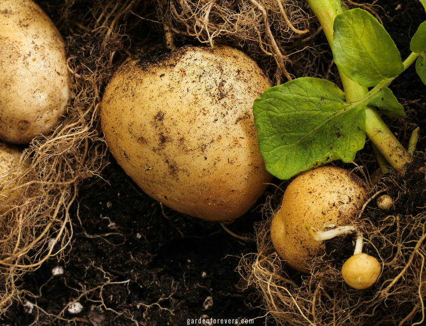 Planting Potatoes in the Fall