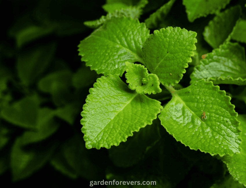 How to Care for Plectranthus Lemon Lime Plant