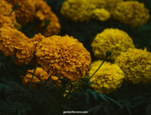 How to Grow Marigolds from Seed