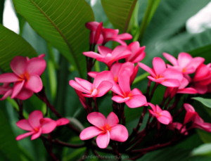 How to Grow Plumeria from Seed