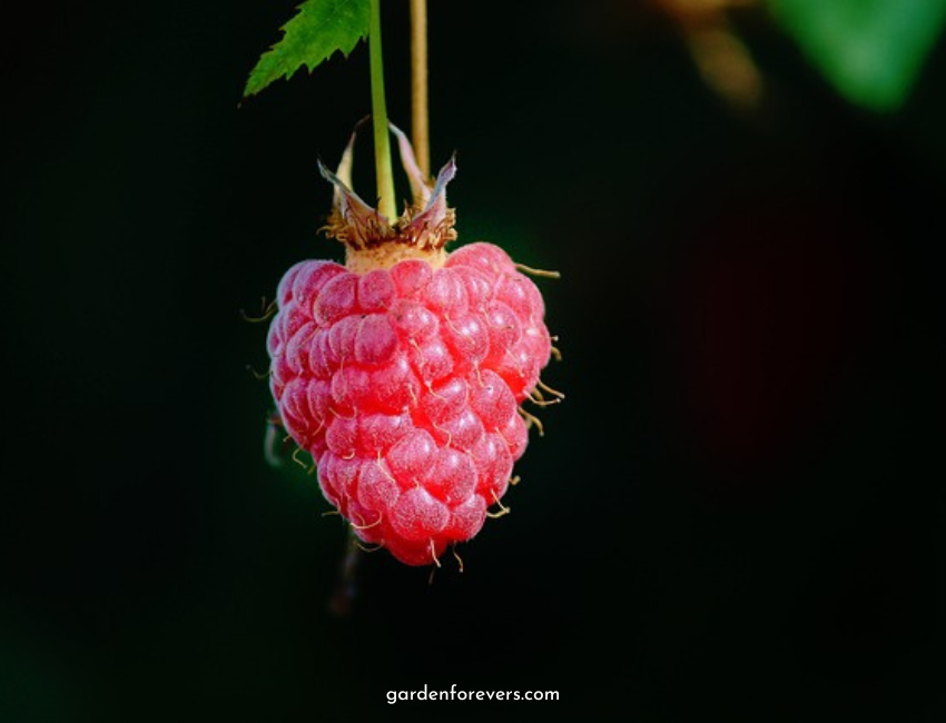 How to Grow Raspberries from Seed