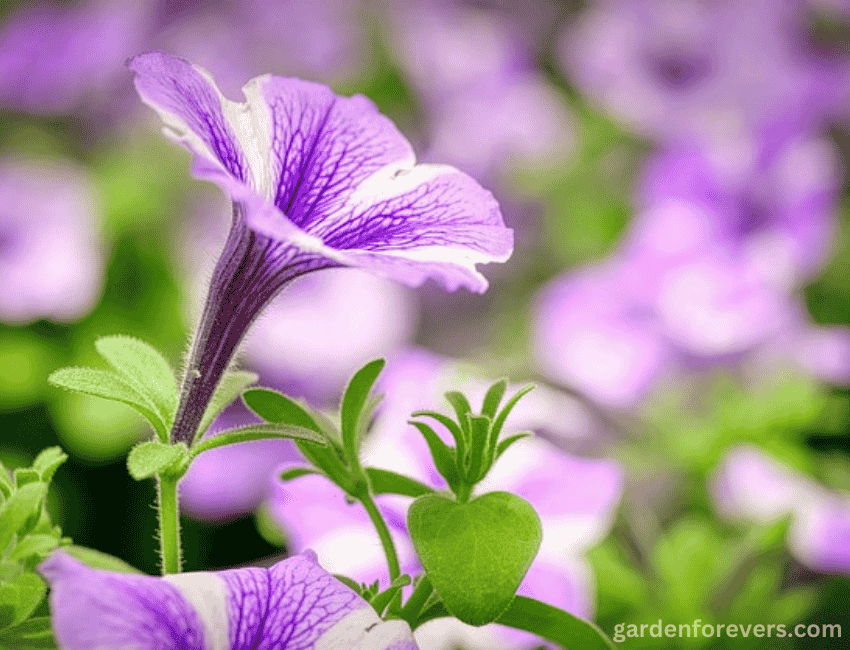 How to Grow Petunias from Seed - Garden Forevers