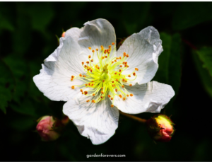 How to grow seven sisters rose from cuttings