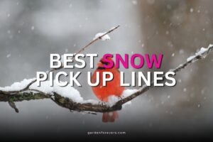 Snow pick up lines