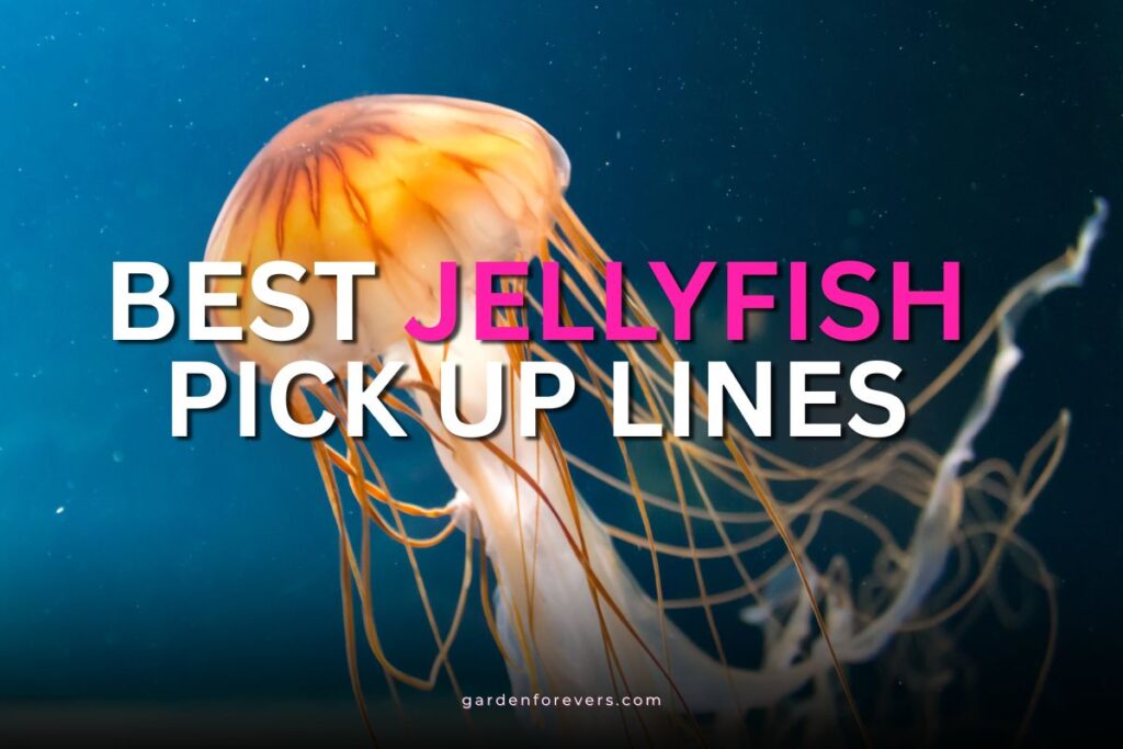 jellyfish pick up lines