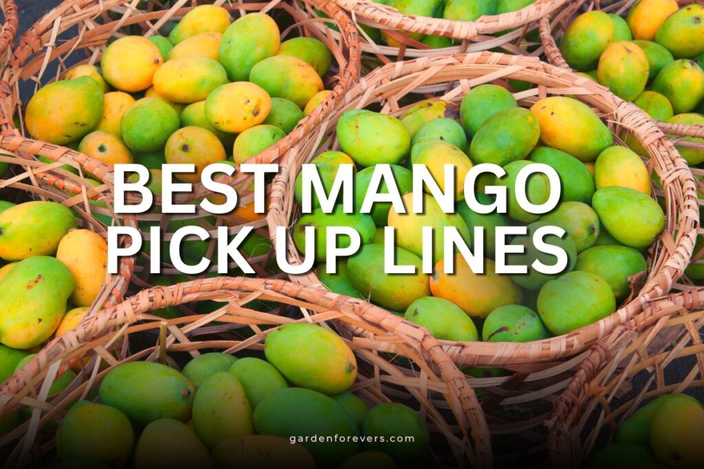 mango pick up lines