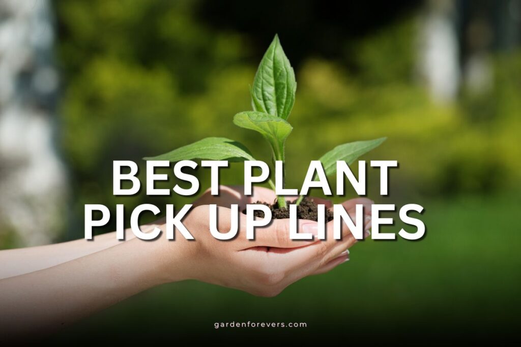 plant pick up lines