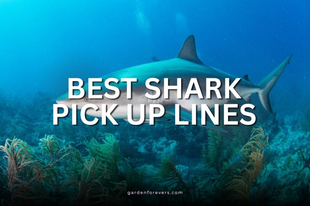 shark pick up lines